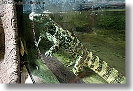 animals, broad nosed, caiman, california, horizontal, reptiles, san francisco, west coast, western usa, zoo, photograph