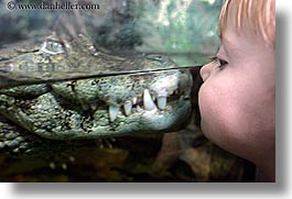 animals, babies, boys, caiman, california, childrens, horizontal, reptiles, san francisco, toddlers, west coast, western usa, zoo, photograph