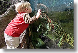 animals, babies, boys, caiman, california, childrens, horizontal, reptiles, san francisco, toddlers, west coast, western usa, zoo, photograph