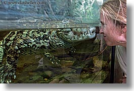 animals, caiman, california, horizontal, reptiles, san francisco, west coast, western usa, womens, zoo, photograph