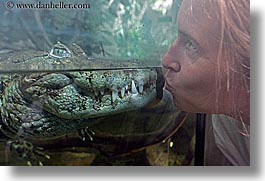 animals, caiman, california, horizontal, reptiles, san francisco, west coast, western usa, womens, zoo, photograph