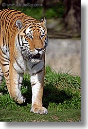 animals, california, cats, san francisco, siberian, tigers, vertical, west coast, western usa, zoo, photograph