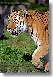 animals, california, cats, san francisco, siberian, tigers, vertical, west coast, western usa, zoo, photograph