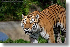 animals, california, cats, horizontal, san francisco, siberian, tigers, west coast, western usa, zoo, photograph