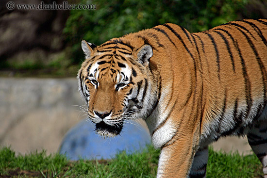 Siberian Tiger (4)