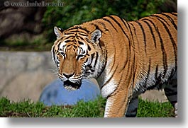 images/California/SanFrancisco/Zoo/Tigers/siberian-tiger-4.jpg