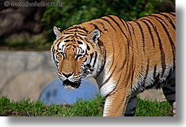 animals, california, cats, horizontal, san francisco, siberian, tigers, west coast, western usa, zoo, photograph