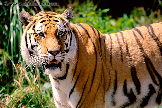 sumatran-tiger-1.jpg