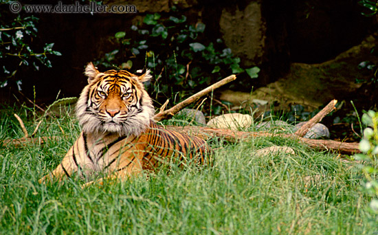 sumatran-tiger-2.jpg