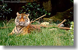 animals, california, cats, horizontal, san francisco, sumatran, tigers, west coast, western usa, zoo, photograph