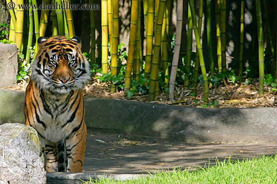 sumatran-tiger-4.jpg