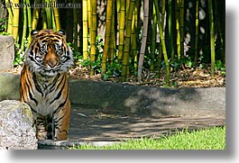 animals, california, cats, horizontal, san francisco, sumatran, tigers, west coast, western usa, zoo, photograph