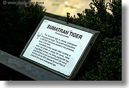 animals, california, cats, horizontal, san francisco, signs, sumatran, tigers, west coast, western usa, zoo, photograph