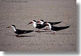 beaches, birds, california, horizontal, santa barbara, west coast, western usa, photograph