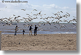 beaches, birds, california, childrens, families, horizontal, nature, ocean, people, santa barbara, toddlers, water, west coast, western usa, photograph