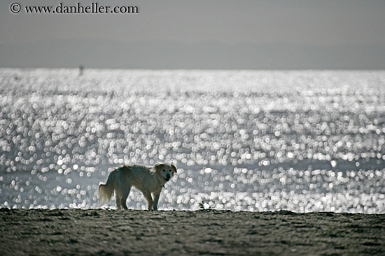 dog-n-beach-w-ocean-sparkle-1.jpg