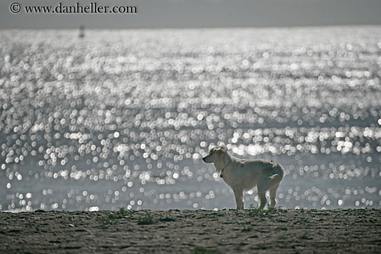 dog-n-beach-w-ocean-sparkle-2.jpg
