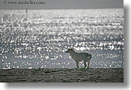 beaches, california, dogs, horizontal, nature, ocean, santa barbara, sparkle, water, west coast, western usa, photograph