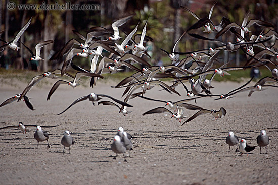 flying-birds.jpg