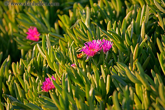 pink-flower-ice_plant.jpg