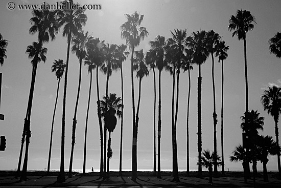 Palm Trees 1 (b&w)