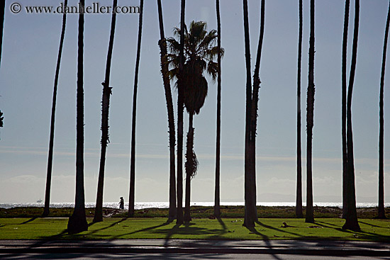 palm_trees-2.jpg