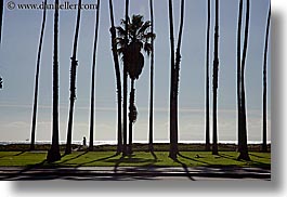 california, horizontal, nature, palm trees, plants, santa barbara, trees, west coast, western usa, photograph