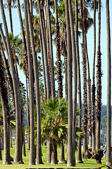 palm_trees-3.jpg