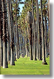 california, nature, palm trees, plants, santa barbara, trees, vertical, west coast, western usa, photograph