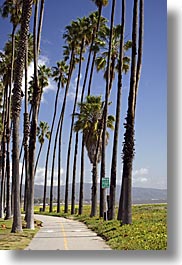 california, nature, palm trees, paths, plants, santa barbara, trees, vertical, west coast, western usa, photograph