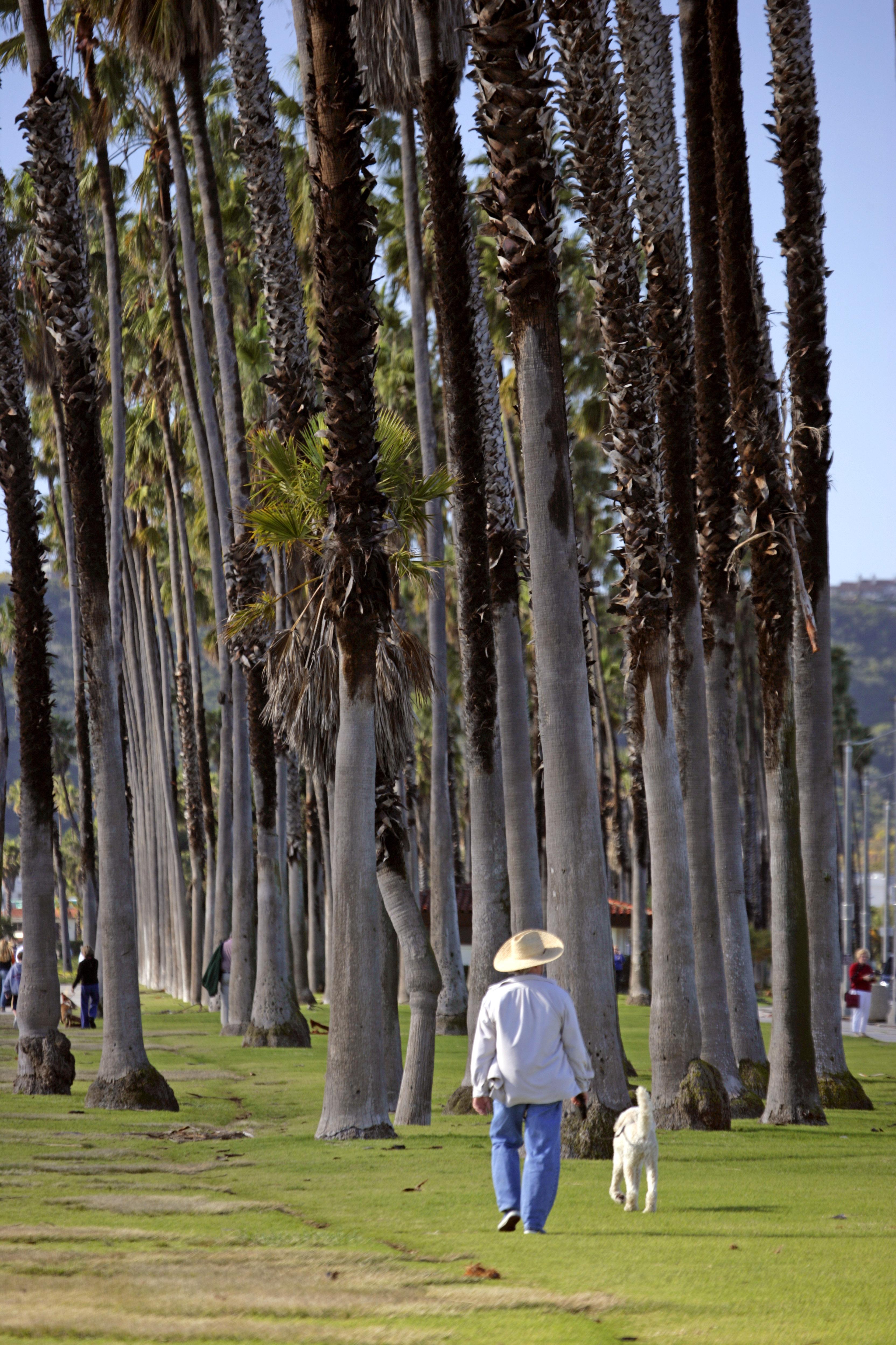 woman-walking-dog-in-palms.jpg