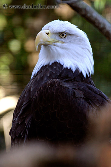 american-bald-eagle.jpg