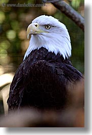 american, animals, bald, bald eagle, birds, black, california, colors, eagles, santa barbara, vertical, west coast, western usa, white, zoo, photograph