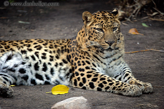 amur-leopard.jpg