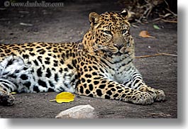 amur, animals, browns, california, cats, colors, horizontal, leopard, santa barbara, west coast, western usa, zoo, photograph