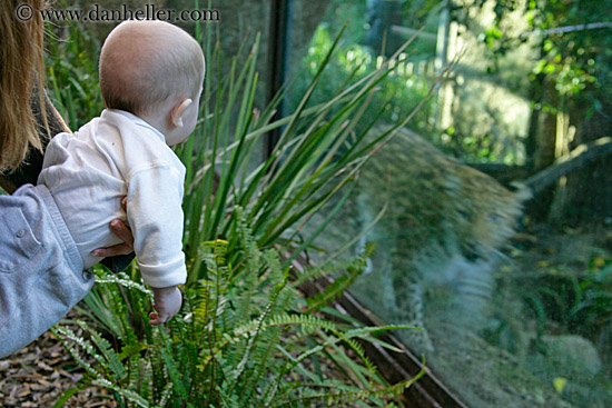 baby-watching-amur-leopard-1.jpg