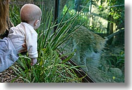 amur, animals, babies, california, cats, colors, green, horizontal, leopard, santa barbara, watching, west coast, western usa, zoo, photograph