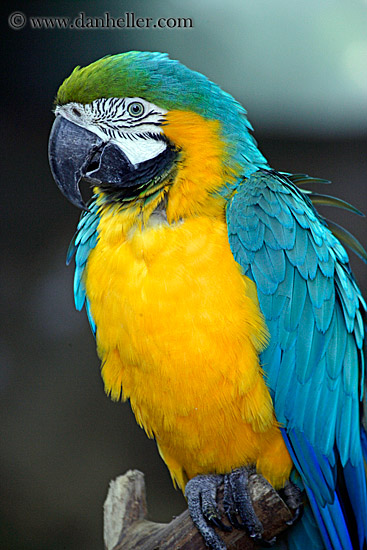 blue-n-yellow-parrot-1.jpg
