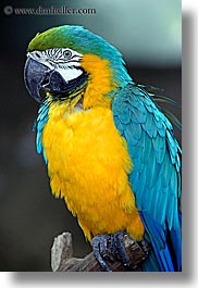animals, birds, blues, california, colors, parrots, santa barbara, vertical, west coast, western usa, yellow, zoo, photograph