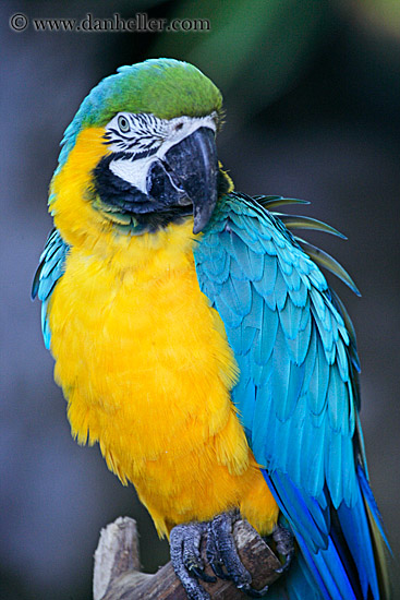 blue-n-yellow-parrot-2.jpg