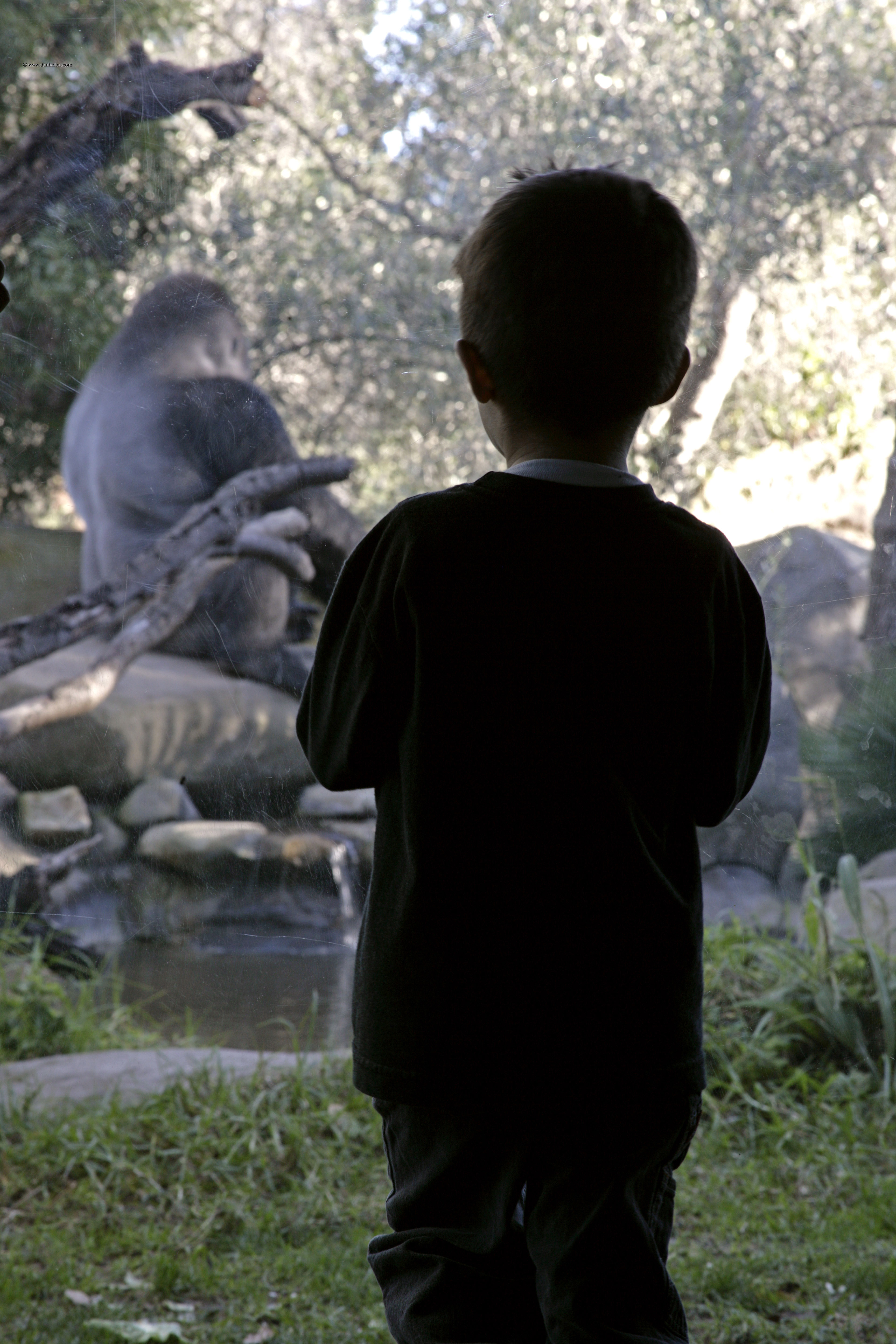 child-watching-gorilla.jpg