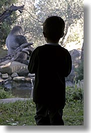 animals, boys, california, childrens, gorilla, people, primates, santa barbara, silhouettes, vertical, watching, west coast, western usa, zoo, photograph