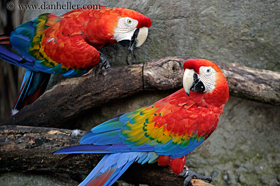 colorful-parrots-1.jpg