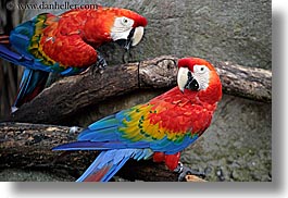 animals, birds, blues, california, colorful, colors, horizontal, parrots, red, santa barbara, west coast, western usa, zoo, photograph