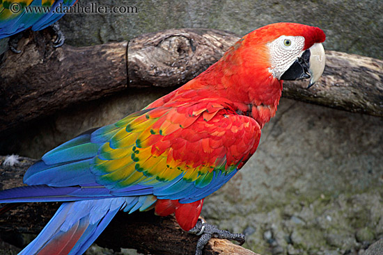 colorful-parrots-2.jpg