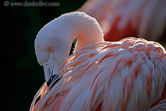 flamingo-1.jpg