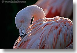 animals, birds, california, colors, flamingo, horizontal, pink, santa barbara, west coast, western usa, zoo, photograph