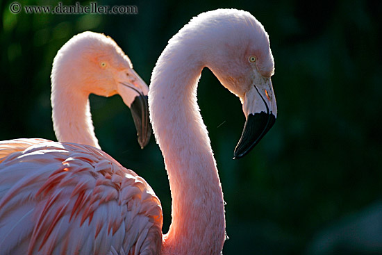 flamingo-2.jpg