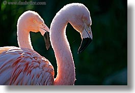 animals, birds, california, colors, flamingo, horizontal, pink, santa barbara, west coast, western usa, zoo, photograph