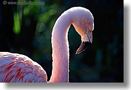 animals, birds, california, colors, flamingo, horizontal, pink, santa barbara, west coast, western usa, zoo, photograph